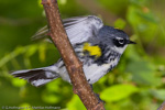 Warbler - 
